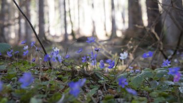 Katin meadows, © Tirol Werbung / Angela Fuchs