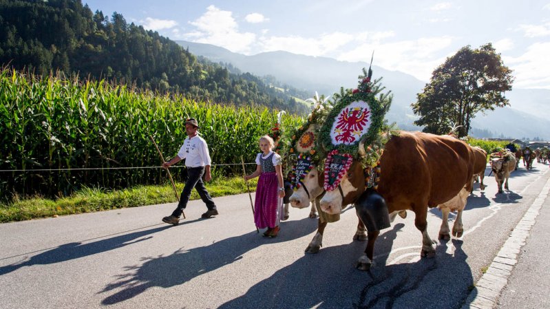 Cattle Drive in Zillertal Valley, © Zillertal Tourismus/Marco Rossi