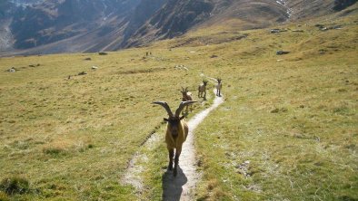 Tierwelt in den Bergen