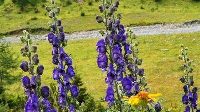 Bichlhof Kaisers Aconitum at the hiking trail to kaiseralpe