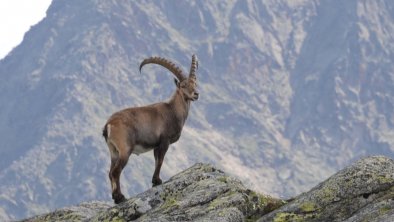 Wilder Freiger Becherhaus und Zuckerhütl (8)