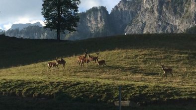 Holiday on a Farm in St. Johann in Tirol