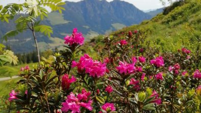 Almrosen Wiedersbergerhorn, © STOCKERs