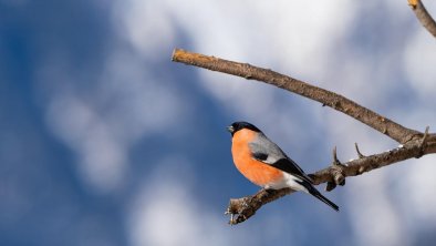 Osttirol Vogel