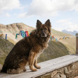 Dog in the mountains, © Jens Schwarz