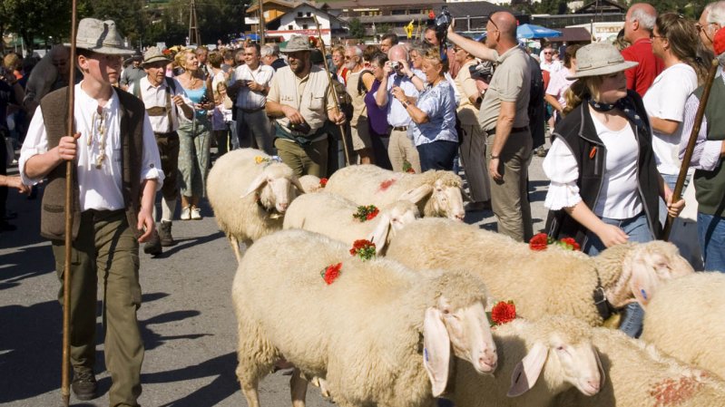 Sheep run down the village streets for the annual Cattle Drive, too, © Albin Niederstrasser/TVB Wilder Kaiser