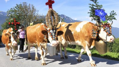 Reith im Alpbachtal, Almabtrieb, Kühe, geschmückt,