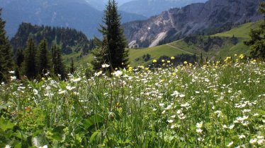 Blühende Bergwiesen soweit das Auge reicht