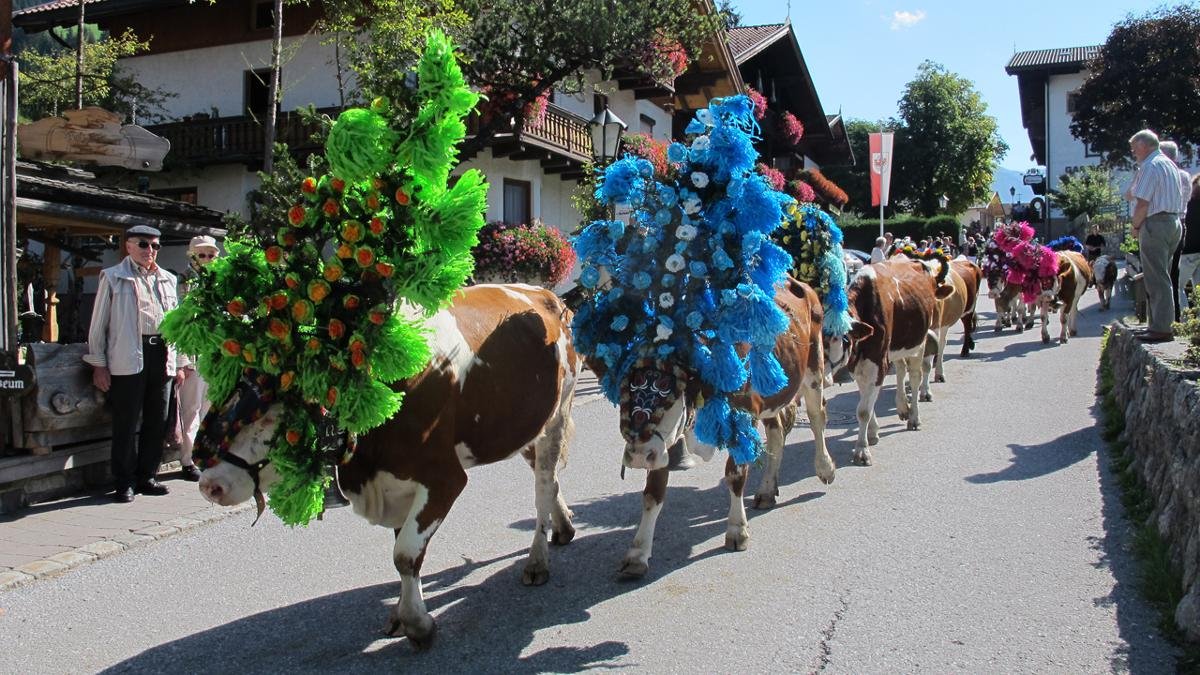 As well as the leaves on the trees turning golden brown, another sure-fire sign that summer is slowly turning into autumn is the tradition of driving the cows from the high mountain pastures back down into the valley. These processions are found throughout Tirol, with one of the most beautiful held in Auffach. Five hundred cows wearing colourful headdresses made of flowers are brought down from the pastures and paraded through the village in mid-September. Their return is celebrated with a big party in the car park next to the Schatzbergbahn cable car., © Wildschönau Tourismus