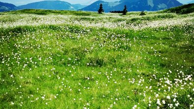 alpbachloft_alpbachtal_hiketothejoelspitze, © Anna-Christina Moser