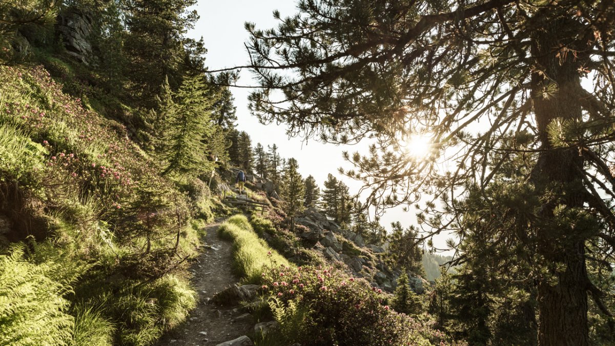 On the Zirbenweg Trail