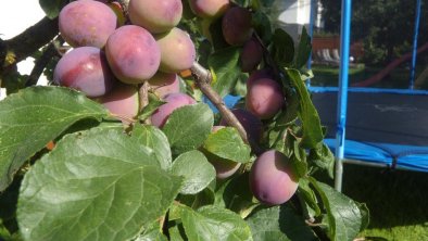 Obstbaum