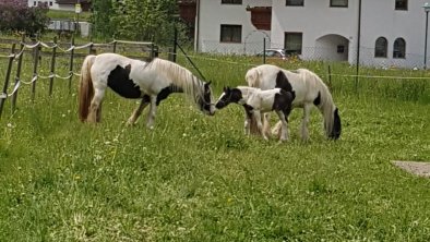 hauseigene Pferde auf der Wiese