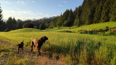 Hunde willkommen