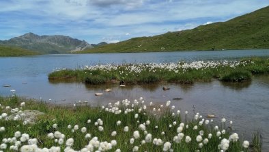 Wollgras am See