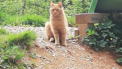 Maurerhof St. Johann in Tirol, Hauskatze