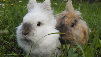 Rabbit run near the playground