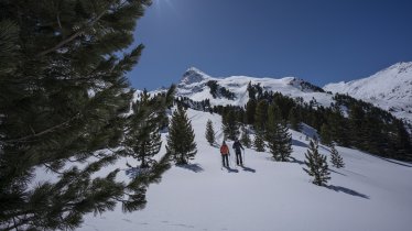 The stone pine forest above Obergurgl, © Ötztal Tourismus