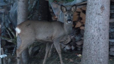 Abendlicher Besuch aus dem Wald