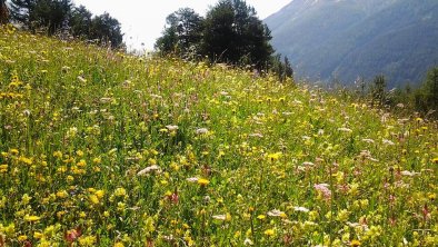 Bergblüte....  Bergheim