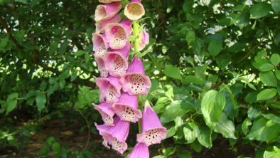 Gartenblume