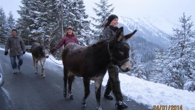 Esel - Winterwanderung