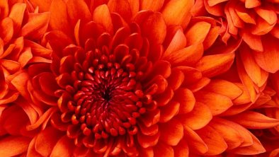 Chrysanthemum