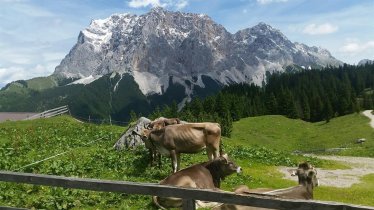 SOMMER AUF DER EHRWALDER ALM, © BERGHAUS HALALI