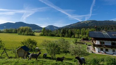 Hinterwaldhof-Blick von der Schafweide 2