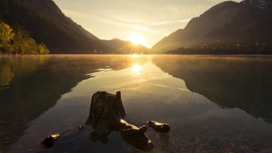 Plansee_Morgenstimmung mit Baumstumpf