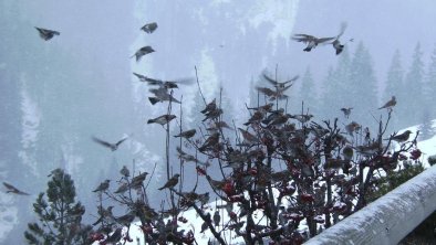 Die Natur vor dem Haus - Haus Auer