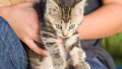 Animals at the farm - our kittens