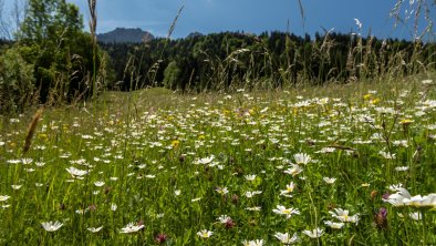 Blumenwiese vor dem Haus