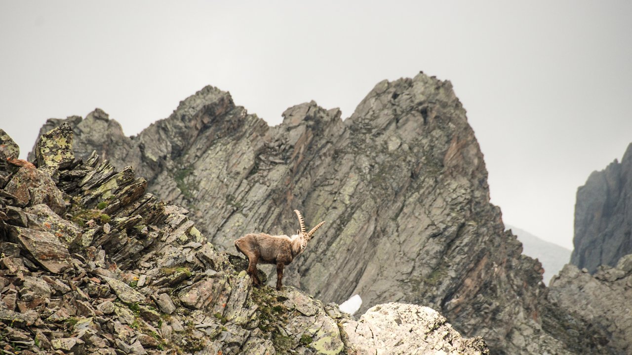 Ibex, © Tirol Werbung /Jannis Braun