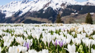 Krokuswiese Wildschönau Frühling FG Alex Mayr Rech