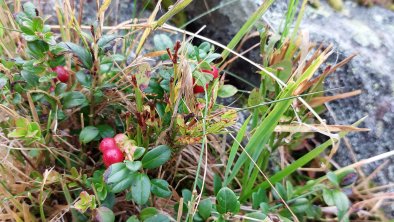 Herbstbild mit Kranten