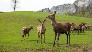 Deers at the Wilden Kaiser