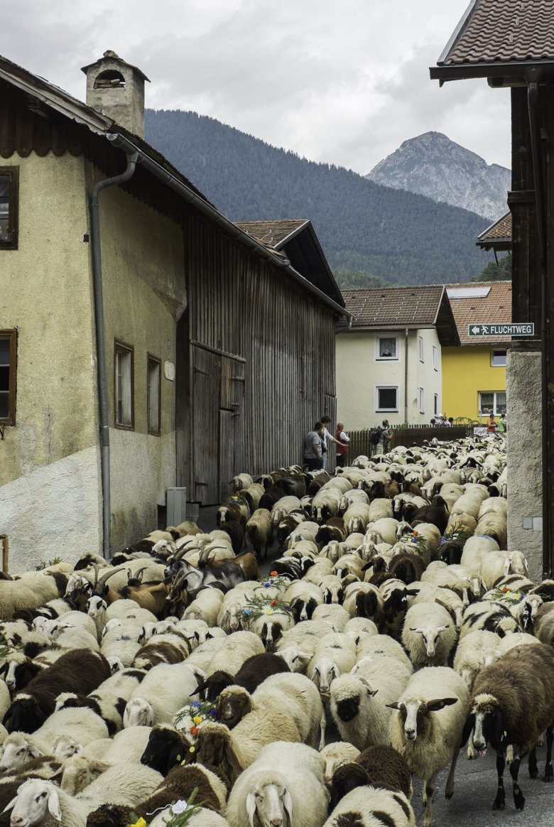 Around 1,000 lambs and sheep are driven down from the Hinterberg-Alm hut to the village of Tarrenz on the second Sunday in September.