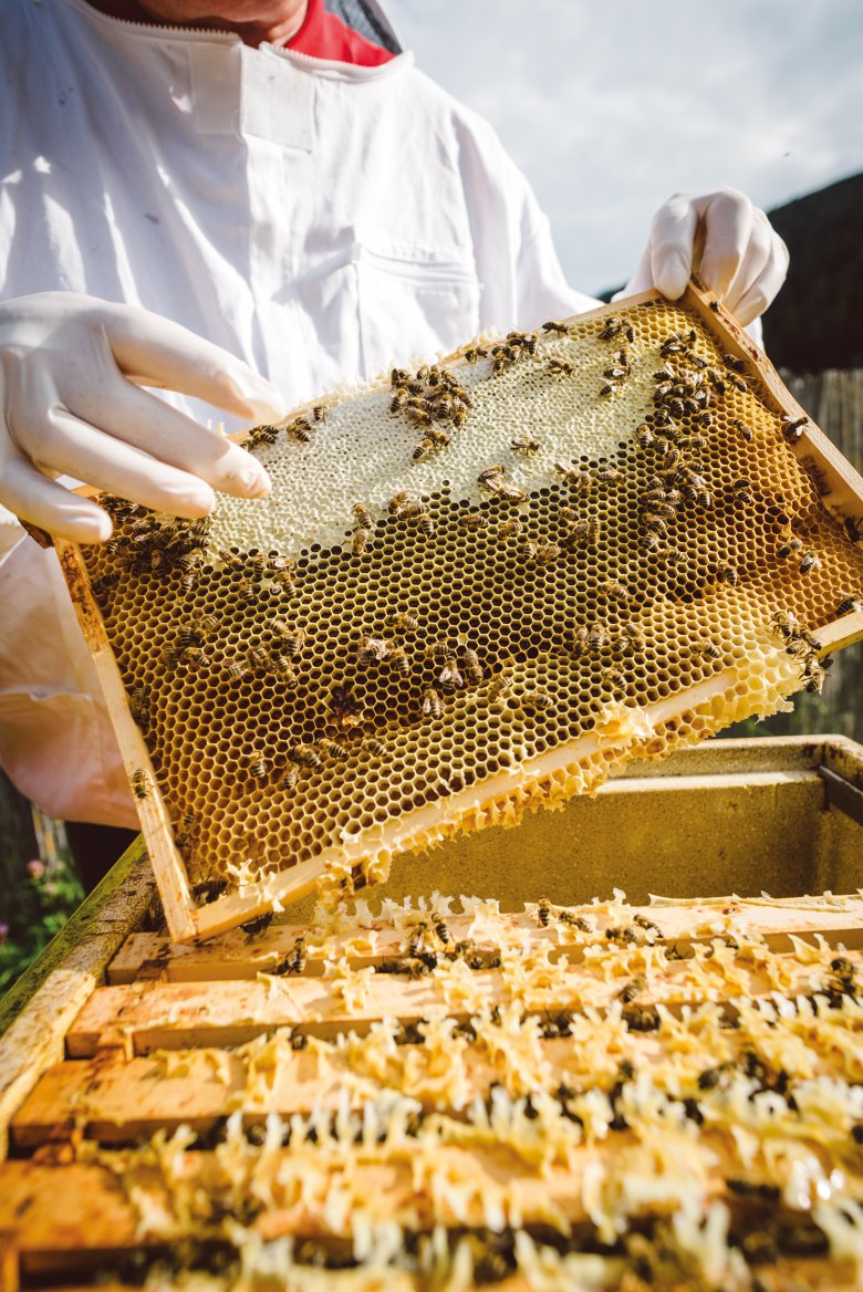 A single honeycomb. As soon as one third of the cells are sealed, the honey is ripe.
