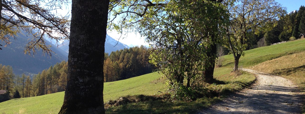 Buggy-friendly walk through the Telfeser Wiesen, © Tirol Werbung - W9 Studios