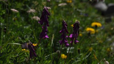 Frühling im Lechtal