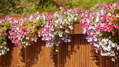 Farbenfrohe Balkonblumen