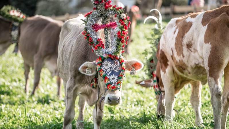 2024 Cattle Drives in the First Region of Zillertal Valley, © Erste Ferienregion im Zillertal / Andi Frank