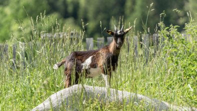 Der Ortnerhof - neugierige Ziege am Hof