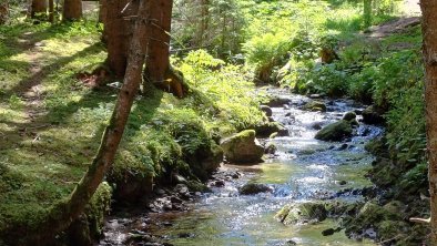 Abendspaziergang im kühlen Wald