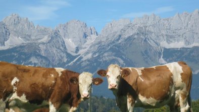 Malernhof_Kitzbühel_Kühe