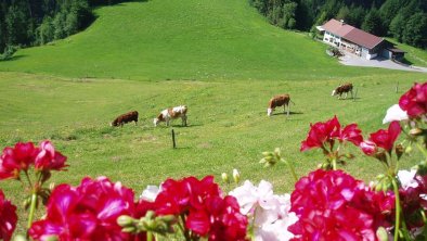 unsere Kälbchen