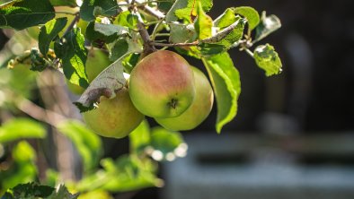 Apple tree