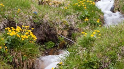 Die_Brandalm_10-Umgebung_Wasser-Pflanzen