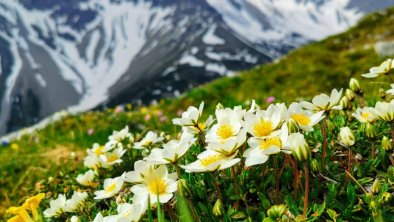 Frühlingsfoto auf dem Berg